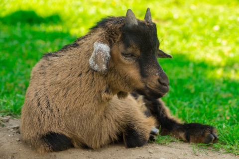 Lola the goat