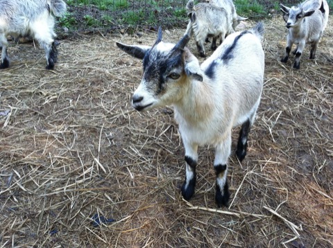Sam the goat