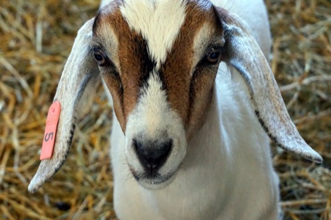 Oscar the goat