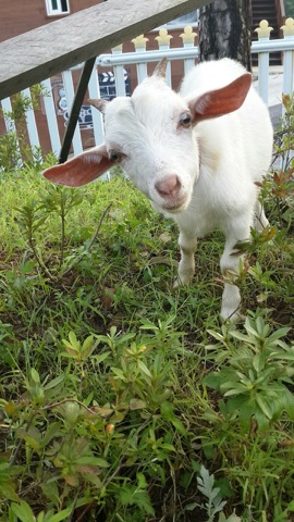 Sophie the goat