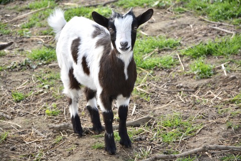 Chloe the goat