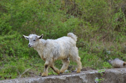 Duke the goat