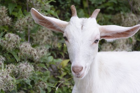 Roxy the goat