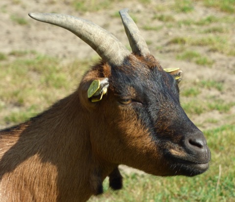 Tucker the goat