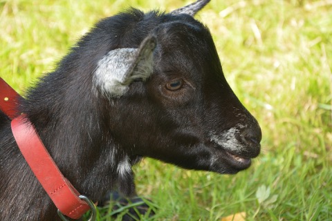 Oliver the goat
