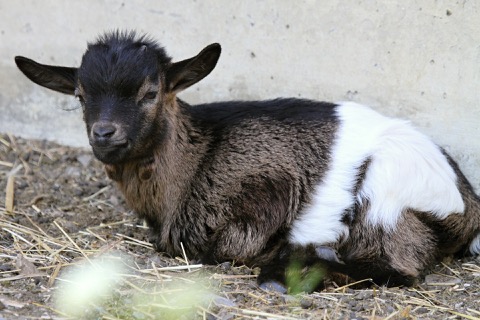 Emma the goat