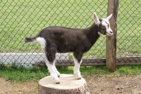Annie the goat